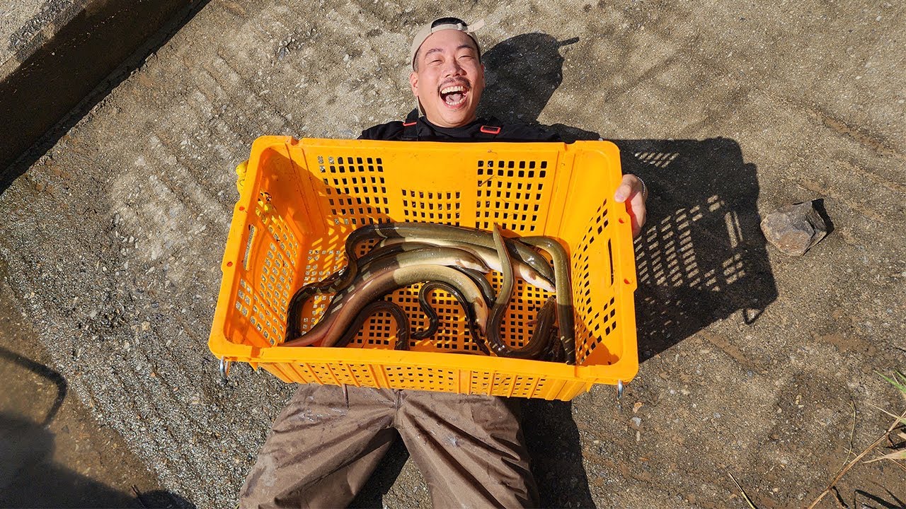 비싸고 굵은 민물장어들이 쏟아집니다..! 둘째 생기겠는데...?