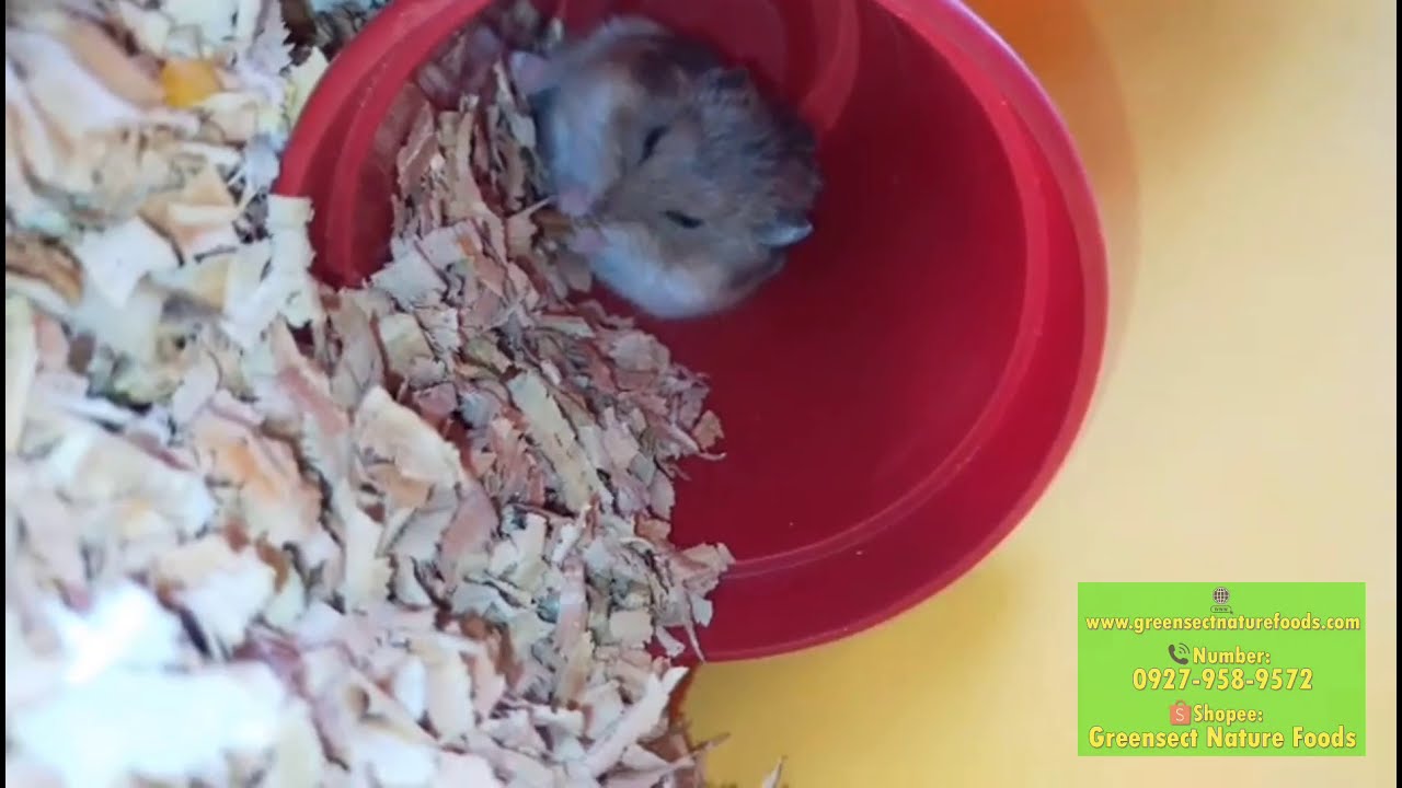 HAMSTER EATING DRIED MEALWORMS 💚💛