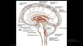 Anatomy of the Basal Cisterns