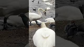 Swans and Pigeons in Tveiten Birdwater March 22' Norway