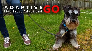 Mini Schnauzer, improve lead walking