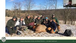 Virginia’s Elk Reintroduction with Wally Smith & Seth Thompson | High Knob Naturalist Rally 2021