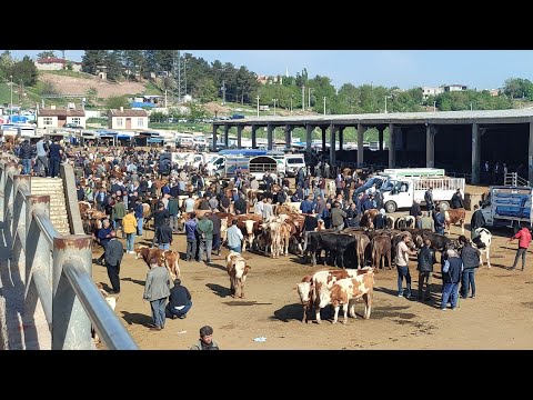 DİYARBAKIR HAYVAN PAZARINDA GÜNCEL BİLGİLER