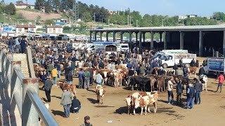 DİYARBAKIR HAYVAN PAZARINDA GÜNCEL BİLGİLER