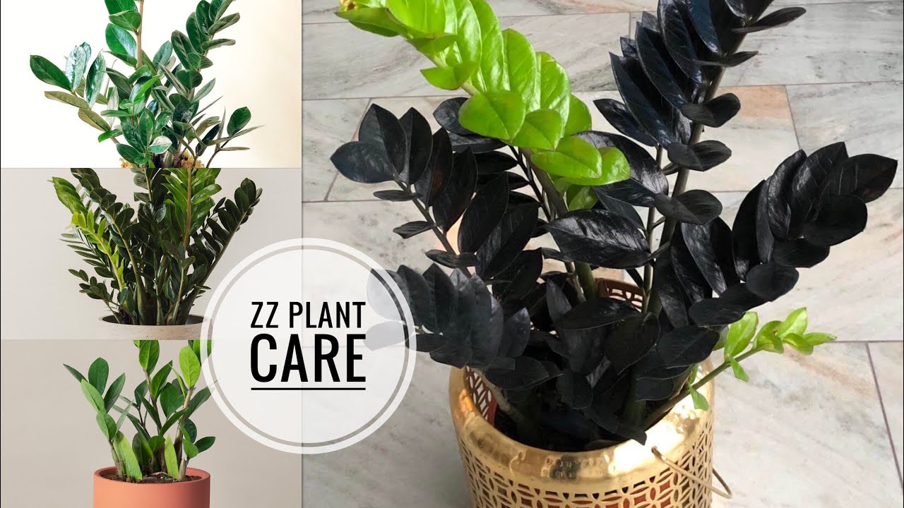 #ZZplant|| Zamioculcas Zamiifolia Tips and care@ meadows garden 