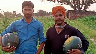 Amazing Watermelon Farming