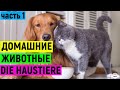 Домашние животные на немецком. Die Haustiere. 1 часть