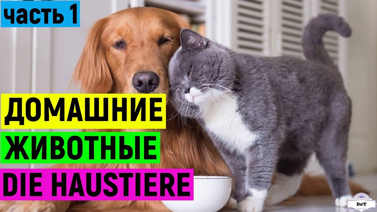 Домашние животные на немецком. Die Haustiere. 1 часть