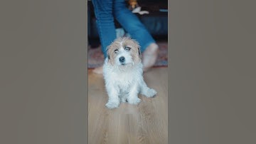 Reality of Indie Dev life