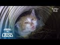 "Mom. Help!" Kitten Trapped Deep Down Below The Ditch Cries Out For Rescue | Animal in Crisis EP121