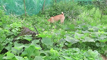 CHÓ SĂN BẢN MÔNG/Chó H