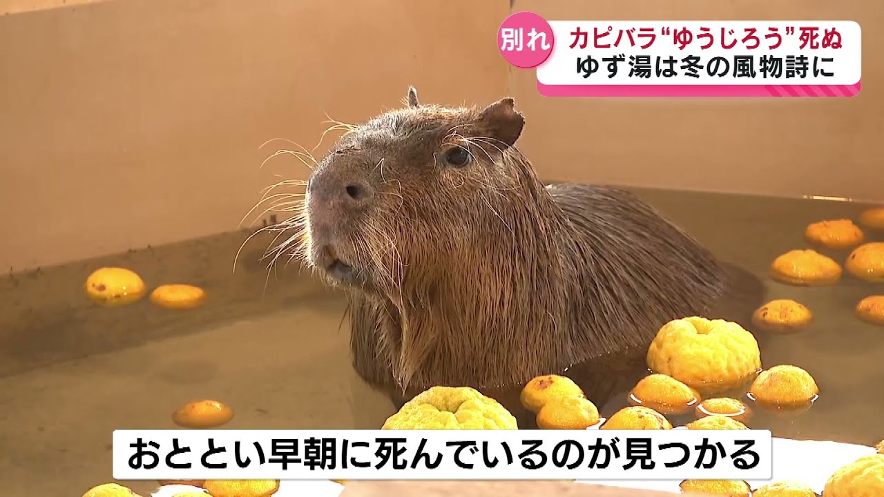 Farewell] Capybara 
