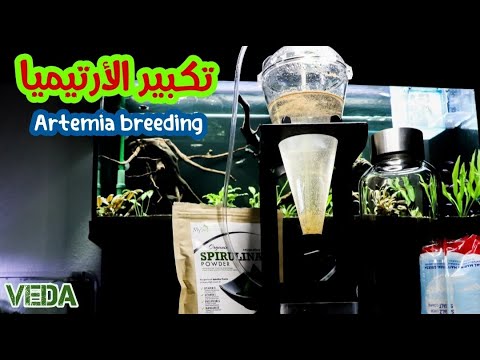 تكبير الأرتيميا وتفقيسها منزليا وكيفية الربح التجاري منها  