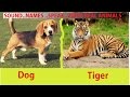 Learning Animals SOUNDS and NAMES  For Kids And Babies | Learn to talk Animals Names for toddlers