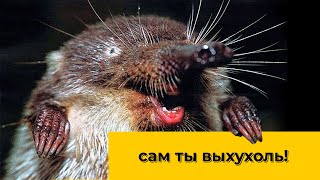 видео: Выхухоль - пережившая мамонтов. Наталья Носова картинка: Выхухоль - пережившая мамонтов. Наталья Носова
