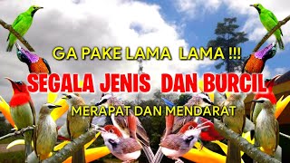 Download lagu Ga Pake Lama Lama !! Putar Suara Pikat Burcil Ribut Ini Di Jamin Burcil Merapat