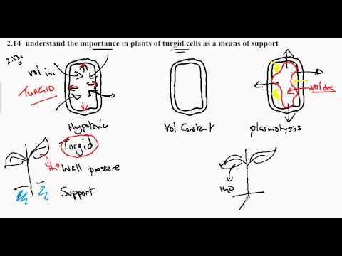 2.14 Turgid Plant Cells