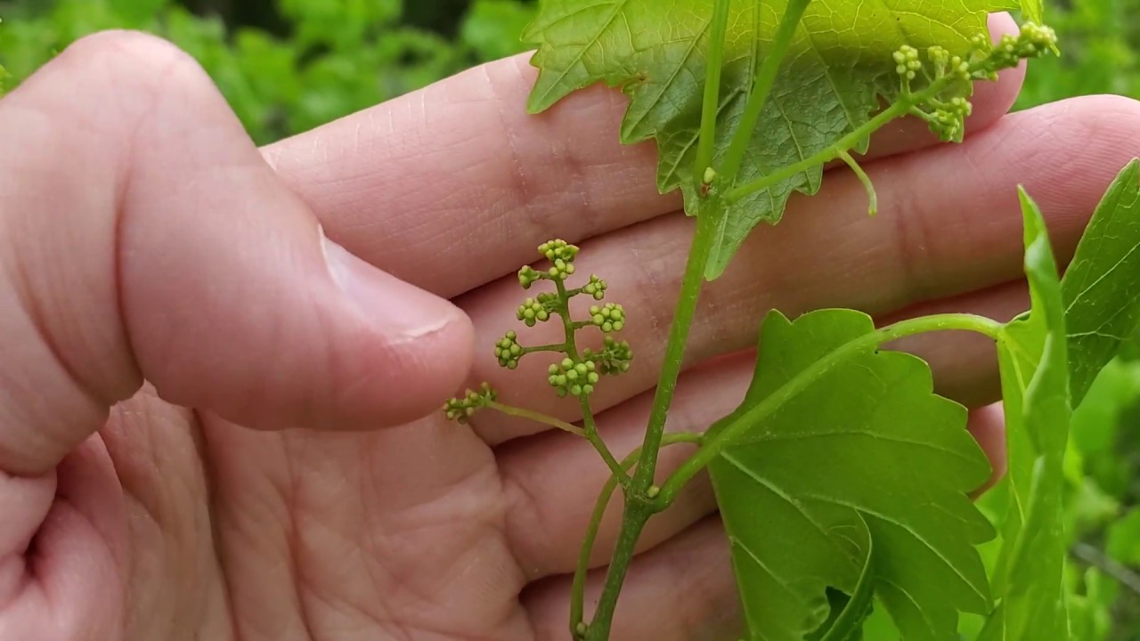 Baby Muscadine Grape Clusters and Vines! Weekly Food Forest Tour! 4/19/20 Part 1
