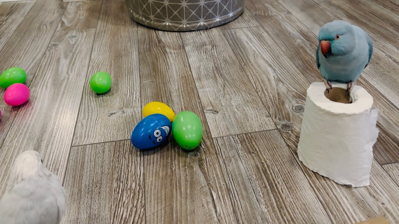 Indian ringneck parrot play time 