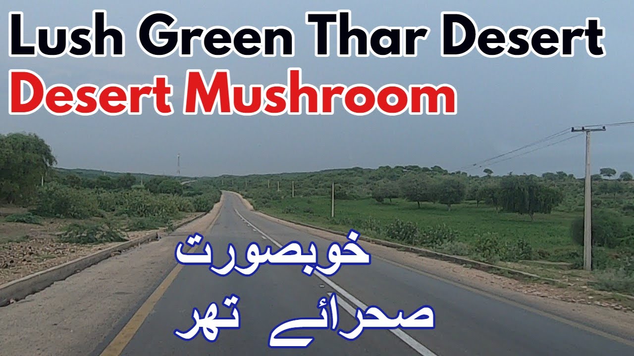Lush Green Thar Desert In Rainy Season | Thar Desert Mushrooms | Naukot To Mithi Travel