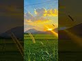 #sunset #viral #clouds #morning #sukoonbyali #grass #crops #beautiful
