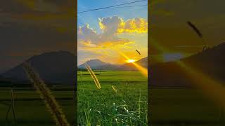#sunset #viral #clouds #morning #sukoonbyali #grass #crops