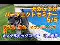 【５回目　吠える、噛む、マウンティング他】