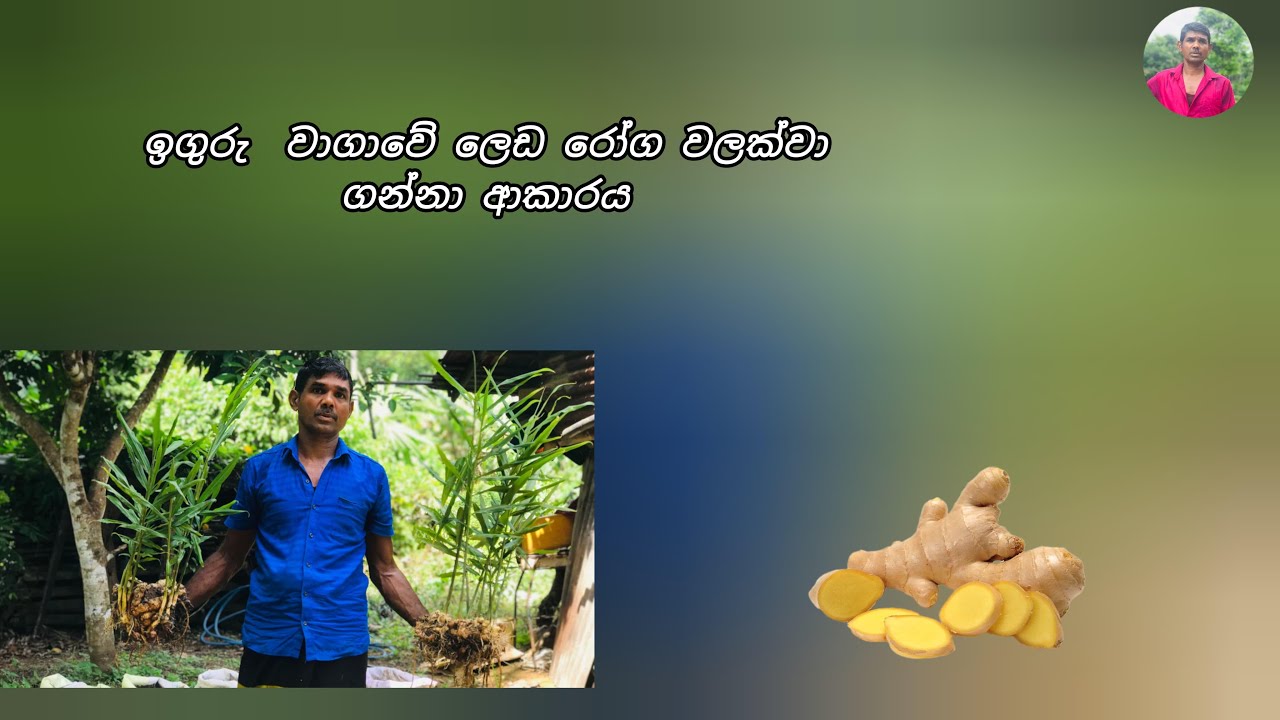 බීජ ඉගුරු ඉල්ලන්න එපා..මෙන්න හේතුව #Inguru wagawa#sirilak govibima
