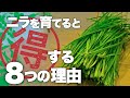 【コスパ無限大】ニラ栽培690日で判明したベランダでニラが大活躍する理由|ニラの育て方