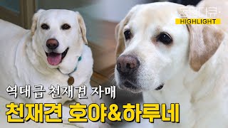 [동물극장 유튜브 오리지널] 역대급 천재견 자매 호야&하루가 떴다! 천재견 '호야'와 행복한 '하루' ❣ | 동물극장 단짝 EP51 | KBS 230225 방송