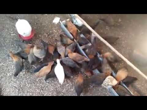 Kandang Ayam  Arab  Umbaran Tentang Kolam Kandang Ternak