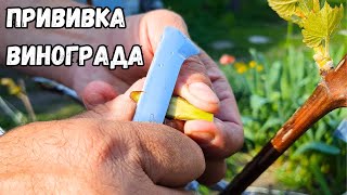 видео: Прививка винограда черным в черное. Окулировка, улучшенная копулировка, в расщеп, прививка секатором картинка: Прививка винограда черным в черное. Окулировка, улучшенная копулировка, в расщеп, прививка секатором