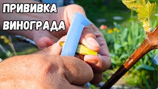 Прививка винограда черным в черное. Окулировка, улучшенная копулировка, в расщеп, прививка секатором