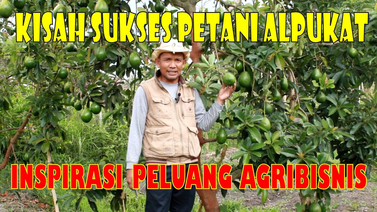 BISNIS MANIS ALPUKAT MIKI || MODAL 200 RIBU UNTUNG JUTAAN RUPIAH