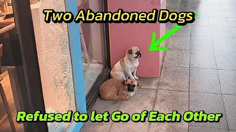 The Saddest Pair of Dogs I Ever Rescued. The Love Story of Ruby & Leo 