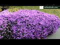 Creeping Phlox in Bloom- Landscaping Ideas - eichenlaub