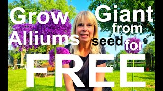 Free Giant Ornamental Onions 'Allium giganteum' from Seed