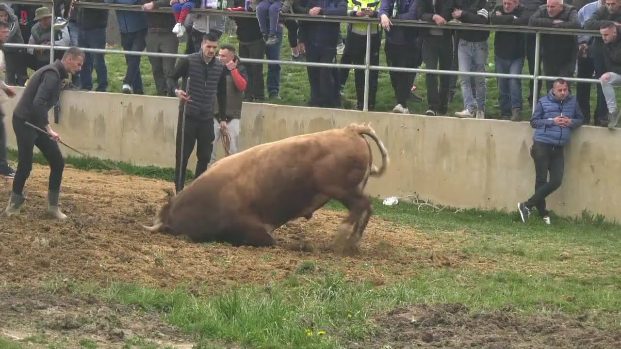 - BRNJO Briše Dervišića i MEDONJA Muhameda Živčića, KUTANJA 2025