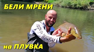 картинка: РИБОЛОВ на БЕЛИ МРЕНИ с ПЛУВКА - ЖЕСТОКА БОРБА с ДИВИ РЕЧНИ ЗВЕРОВЕ