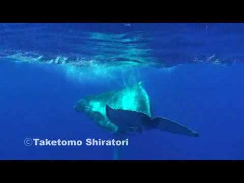 Whale Swim in Tonga-ホエールスイム-(Humpback whales) - YouTube