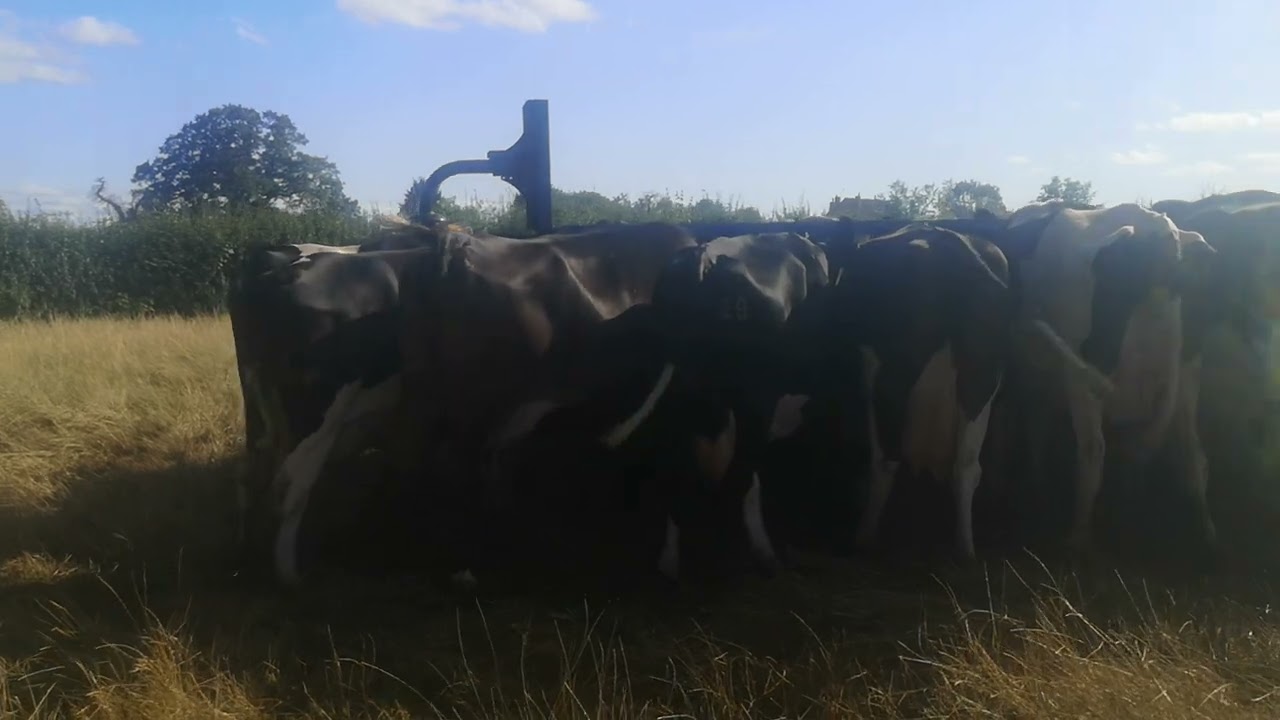 Sharing dairy drought life with Jess's Ladies 