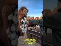 You Won’t Believe Why They Put Ice on Camels 🐪 #shorts #short #amazingfacts