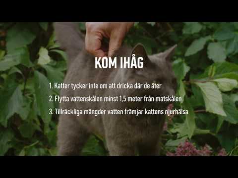 Video: Hur Du Får Din Katt Att Dricka