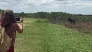 Horse attacks gator in Florida