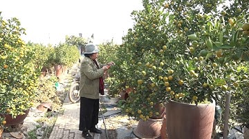 Quất bonsai lên bình phục vụ người chơi Tết Quý Mão ở làng Tứ Liên