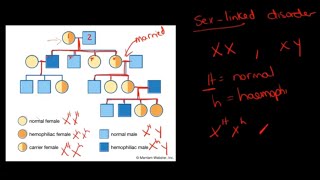 Gr 12 Life Science Genetics and Inheritance Part 8 Genetic Lineages