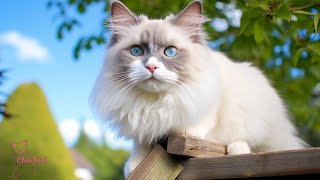 10 Hours of Music For Cats Relief Stress: EXTREMELY Soothing Cat Therapy Music, Peaceful Relax music