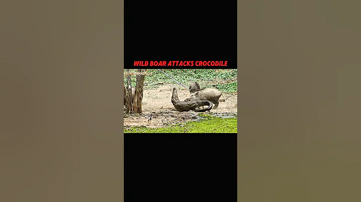 Crocodile chooses wrong opponent ☠️ #trending #animals #wildlife #crocodile #wildboar#shorts#youtube