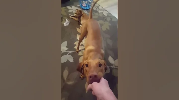 When we have no tug-toys... we improvise