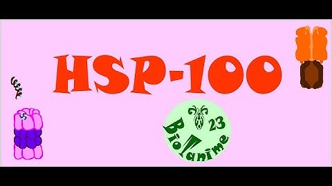 HSP 100